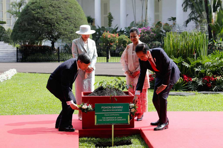 Rangkaian acara tersebut dilanjutkan dengan penanaman bersama pohon gaharu oleh Jokowi dan Iriana serta Naruhito dan Masako.