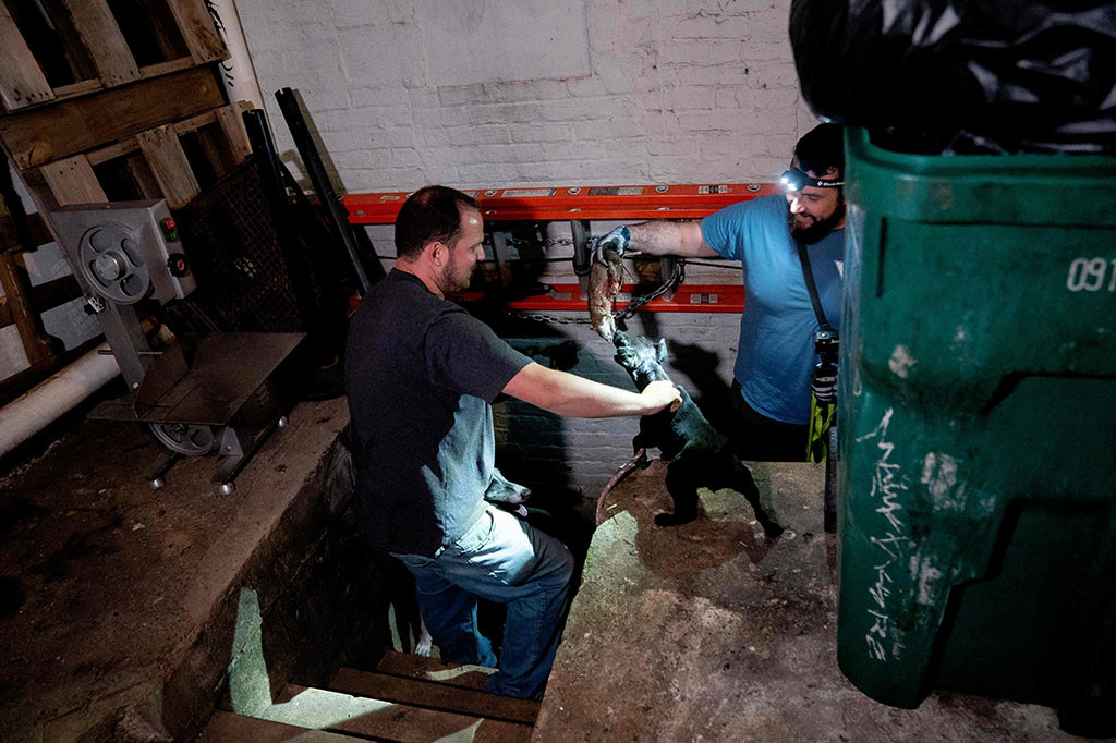 Selama tiga jam, tim mengumpulkan lebih dari 30 pembunuhan, sebelum membuangnya ke tong sampah.