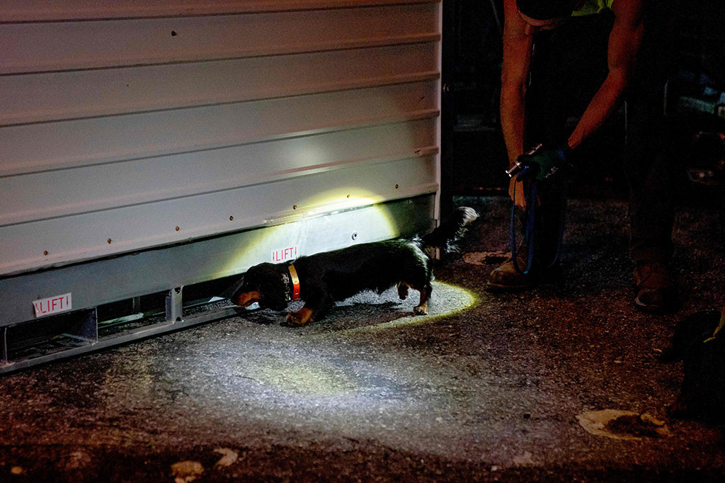 Ada hampir 13.400 panggilan ke hotline kota untuk masalah tikus pada tahun 2022, naik sekitar 2.000 dari tahun sebelumnya, menurut laporan media lokal. Kini, beberapa warga melawan balik.