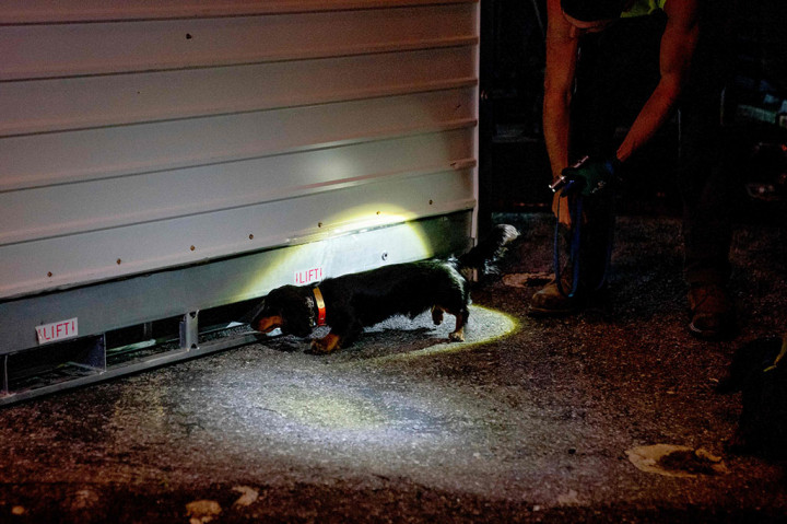 Ada hampir 13.400 panggilan ke hotline kota untuk masalah tikus pada tahun 2022, naik sekitar 2.000 dari tahun sebelumnya, menurut laporan media lokal. Kini, beberapa warga melawan balik.