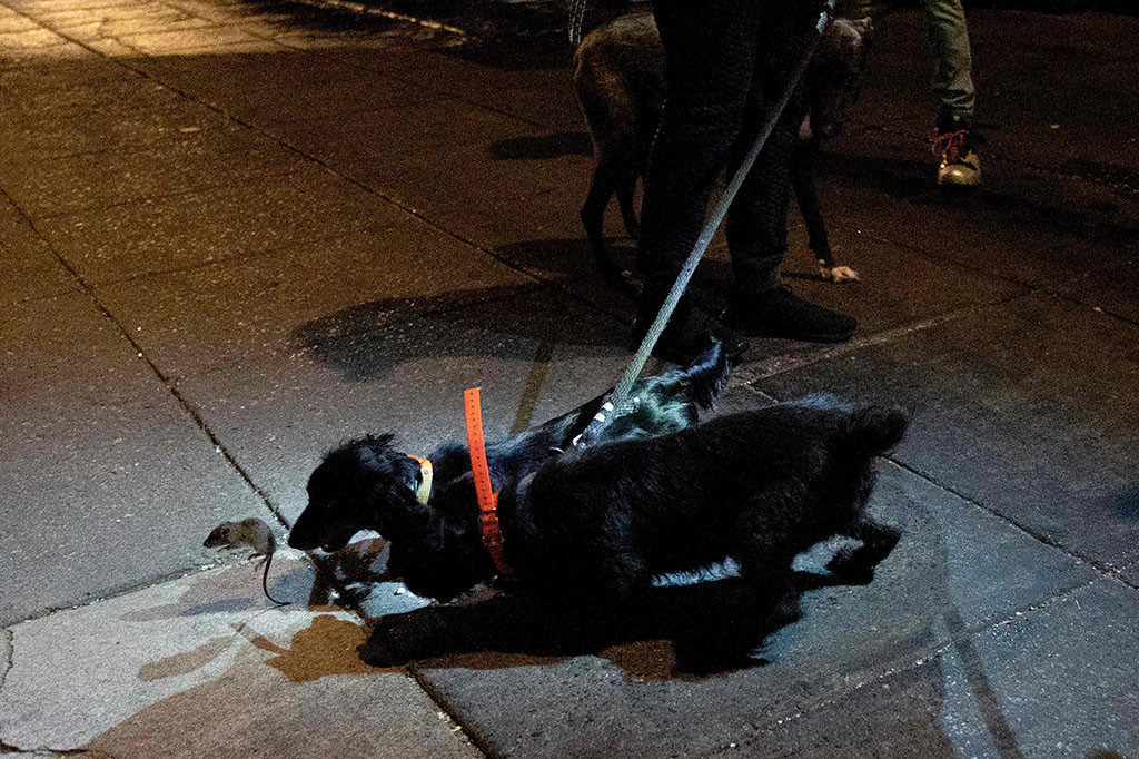 Juga jumlahnya adalah populasi tikus kota yang berkembang pesat, yang berkeliaran di gang-gang di belakang restoran, bar dan klub, berpesta dengan sisa makanan yang dibuang ke tempat sampah