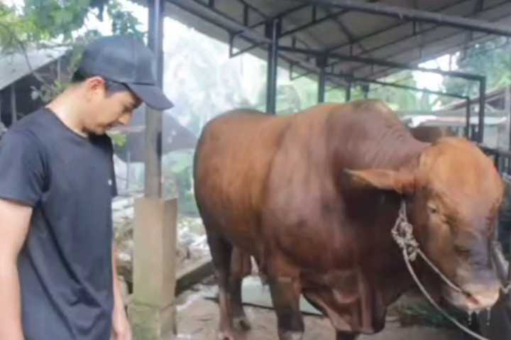 Beberapa perawatannya yakni dimandikan dua kali sehari pagi dan sore, diberi makan rumput empat kali sehari, dengan nutrisi tambahan berupa dedak dicampur ramuan tradisonal alami untuk menambah bobot sapi.