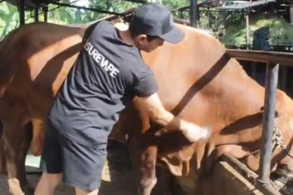 Sapi berbobot 840 kilogram yang diberi nama bruno tersebut dipelihara dan dirawat secara khusus oleh Ferdi agara kesehatannya terjaga hingga hari Raya Idul Adha.