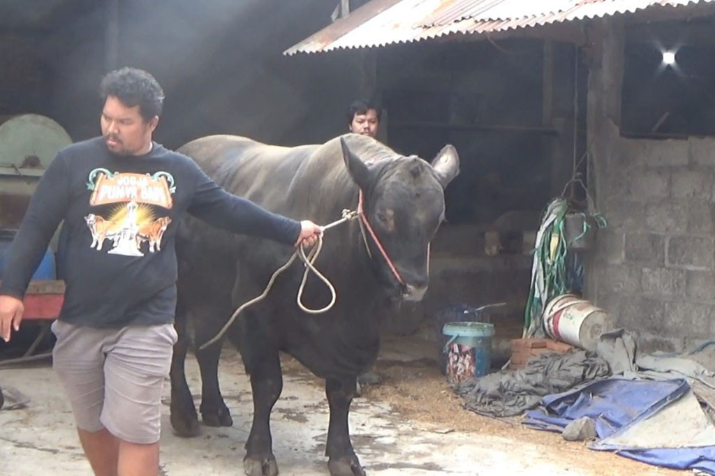 Diberi nama panggilan Si Black, sapi angus ini sesuai dengan jenisnya, tidak memiliki tanduk atau kalaupun memiliki, tanduknya hanya kecil atau disebut dugul.