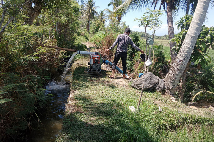 Di kawasan Desa Teubeng Tanjoeng, Labui dan Desa Paya Linteung, paada Rabu, 21 Juni 2023 misalnya, puluhan hektar tanaman padi sawah berumur 7 hingga 20 hari sudah mengering. Kondisi lantai sawah sudah mengering dan tanahnya pecah-pecah karena krisis air.