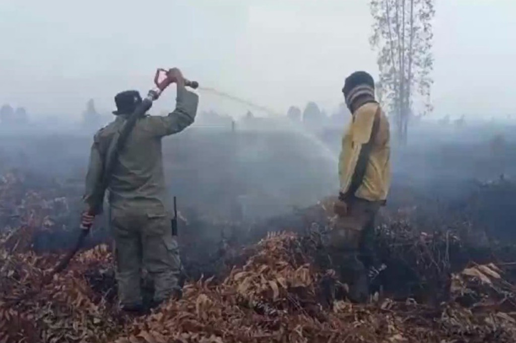 Menurut Kepala Balai Besar Konservasi Sumber Daya Alam Riau Genman Hasibuan, kebakaran dipicu aksi pembukaan lahan dengan cara membakar untuk perkebunan kelapa sawit. Tim penyidik BBKSDA Riau dan polisi setempat sudah memeriksa kelompok warga yang diduga membakar habitat Gajah Sumatera.