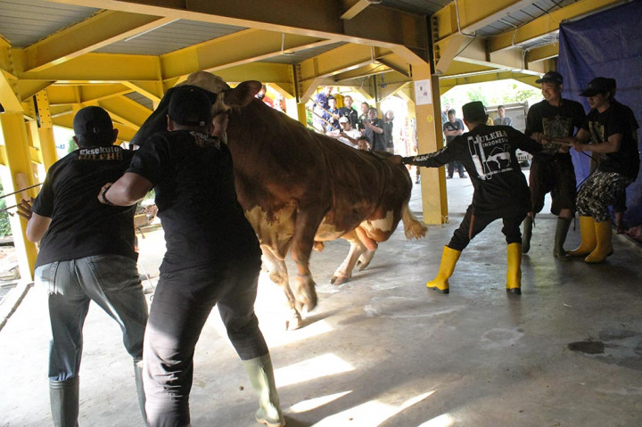 Acara dimulai dengan penyerahan hewan kurban secara simbolis yang diwakilkan oleh Pemimpin Redaksi Metro TV, Budiyanto dan diterima oleh Dewan Kemakmuran Masjid Nursiah Daud Paloh, Ade Alawi.