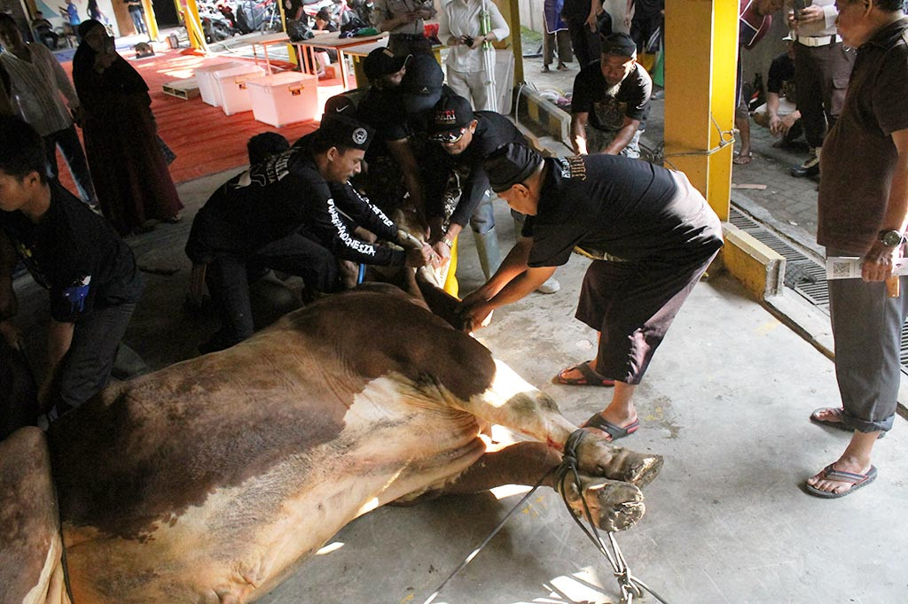 Proses penyembelihan sapi berukuran satu ton, pemberian Chairman Media Group, Surya Paloh.
