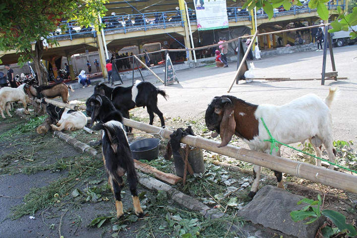 Dalam rangka Hari Raya Iduladha 1444 Hijriah, Masjid Nursiah Daud Paloh membagikan hewan kurban sebanyak 10 ekor sapi dan 8 ekor kambing, Kamis, 29 Juni 2023