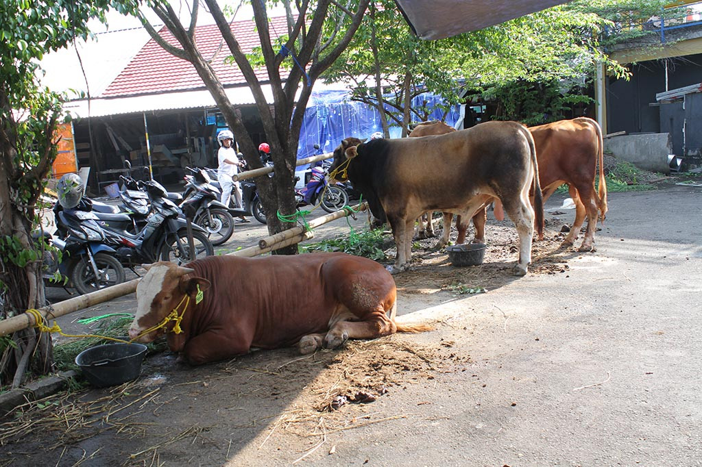 Perayaan Iduladha Media Group tahun ini mengangkat tema 'Iduladha Tumbuhkan Jiwa Kemanusiaan dan Kedermawanan'. Salat id pagi ini diimami oleh Ustaz Maulana Dwi Saputra, serta khotbah yang dibawakan oleh khatib Ustaz Suparto.