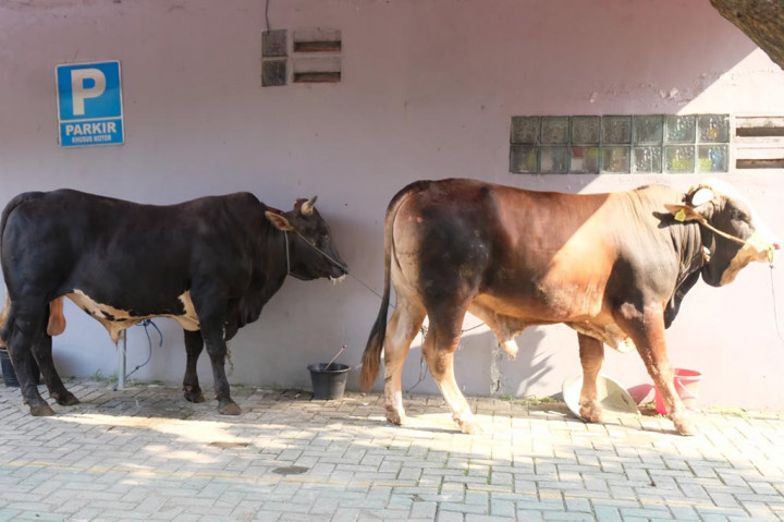 Sebagai bentuk kepedulian terhadap sesama umat, PT Pangansari Group menyembelih belasan hewan kurban berupa sapi. Penyembelihan dilakukan sekaligus menyambut Hari Raya Iduladha atau Hari Raya Kurban 1444 Hijriyah, Kamis, 29 Juni 2023.