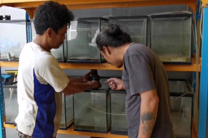 Dari usaha budidaya ini, Palermo Diaz mampu menjual ribuan anak lobster air tawar per bulan, dengan harga 5 ribu rupiah per ekor kepada sesama penghobi lobster. Sementara lobster yang sudah dewasa, banyak dipesan restoran seharga 10 ribu hingga 15 ribu rupiah per ekornya.