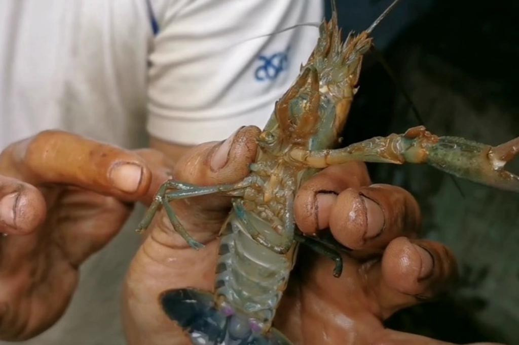 Pembudidaya lobster air tawar cukup menjaga sirkulasi air dan oksigen, serta menyediakan makanan aneka sayur. Karena lebih simpel itulah, Diaz Palermo memutuskan melakukan budidaya lobster air tawar, setelah usaha sebelumnya bangkrut akibat pandemi covid-19.