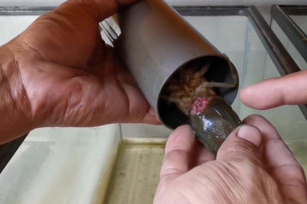 Warga di Kabupaten Sidoarjo ini sukses membudidayakan lobster air tawar, hanya dengan menggunakan kolam dan aquarium sederhana di rumahnya. Lobster hasil budidaya ini banyak dilirik sesama penghobi lobster air tawar, atau dijual ke restoran untuk dijadikan santapan mahal.