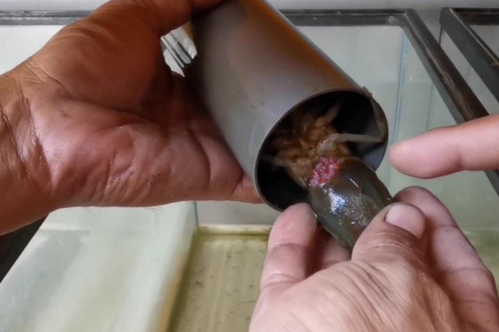 Warga di Kabupaten Sidoarjo ini sukses membudidayakan lobster air tawar, hanya dengan menggunakan kolam dan aquarium sederhana di rumahnya. Lobster hasil budidaya ini banyak dilirik sesama penghobi lobster air tawar, atau dijual ke restoran untuk dijadikan santapan mahal.