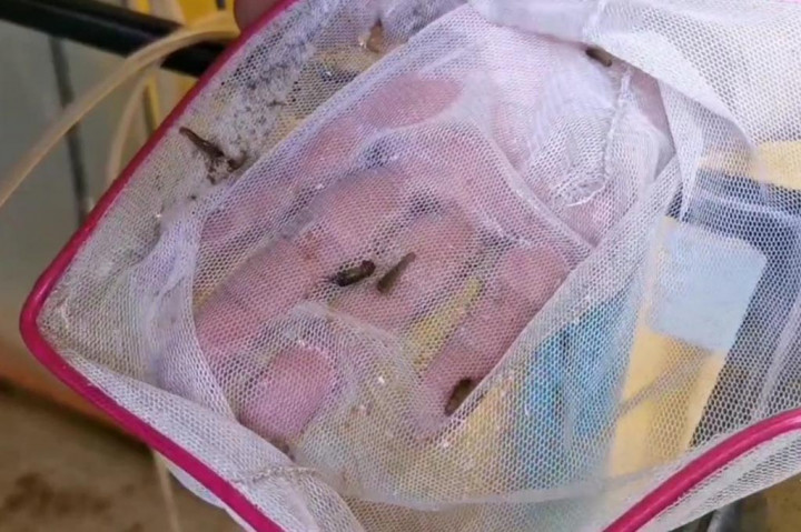 Secara fisik hampir ada kesamaan, antara lobster air tawar dengan lobster air laut. Hanya ukuran lobster air tawar lebih kecil, dan perawatannya juga relatif lebih mudah dan murah.