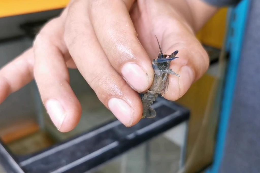 Palermo Diaz, warga Kota Sidoarjo Jawa Timur, awalnya iseng memelihara lobster air tawar, karena tertarik warnanya yang eksotik. Namun siapa sangka dari usaha budidaya lobster air tawar tersebut, menghasilkan uang jutaan rupiah per bulannya.