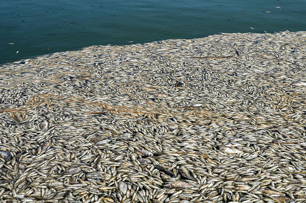 Seorang fotografer AFP melihat ribuan ikan kecil terdampar di tepi Sungai Amshan di Majar al-Kabir, sebuah daerah di Provinsi Maysan yang berbatasan dengan Iran.