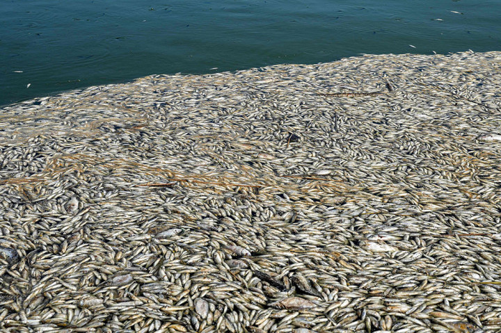 Seorang fotografer AFP melihat ribuan ikan kecil terdampar di tepi Sungai Amshan di Majar al-Kabir, sebuah daerah di Provinsi Maysan yang berbatasan dengan Iran.