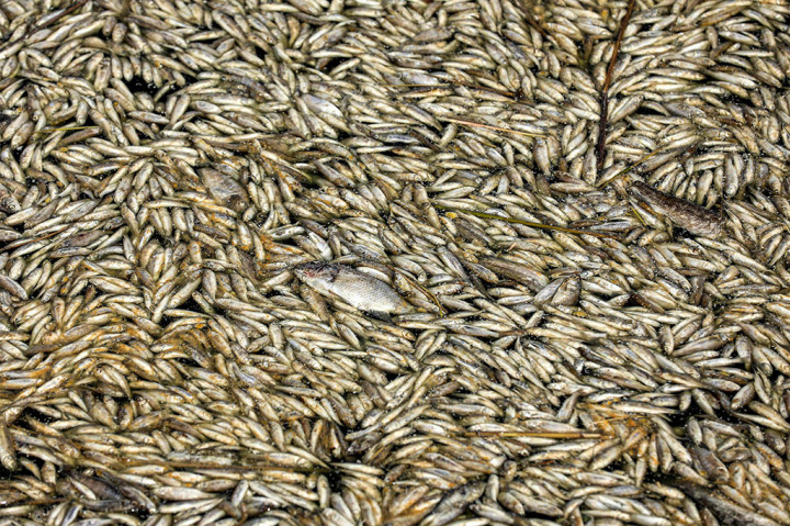 Ribuan ikan mati mengapuk di sungai tenggara Irak, memicu penyelidikan resmi atas bencana satwa liar yang menurut para pejabat mungkin terkait dengan kondisi kekeringan.