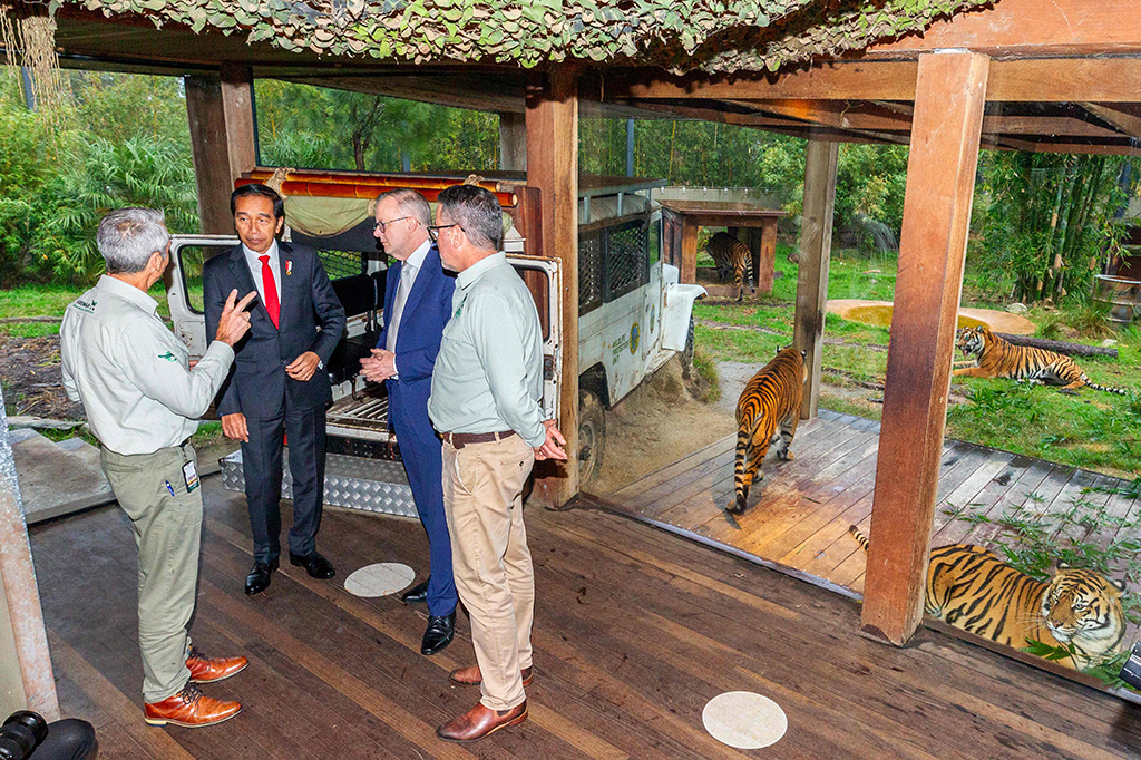 Suasana hangat meliputi perjalanan kedua pemimpin negara saat menyusuri area kandang harimau di kebun binatang tersebut. Usai berkeliling, Presiden Jokowi kembali ke hotel tempatnya bermalam selama kunjungan sekitar pukul 16.45 WS.