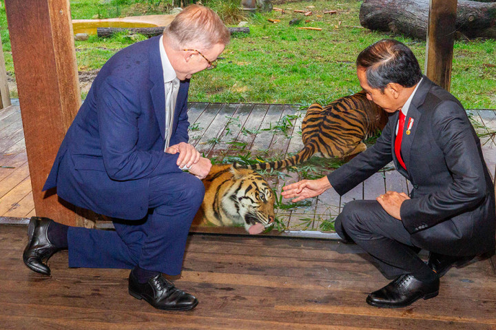 Presiden Joko Widodo dan Perdana Menteri Anthony Albanese mengunjungi Sumatran Village, Taronga Zoo, Sydney untuk melihat harimau sumatra pada Selasa, 4 Juli 2023. Meskipun cuaca gerimis saat itu, tetapi antusiasme Presiden Jokowi dan PM Albanese untuk mengelilingi area harimau di sana tetap tinggi.
