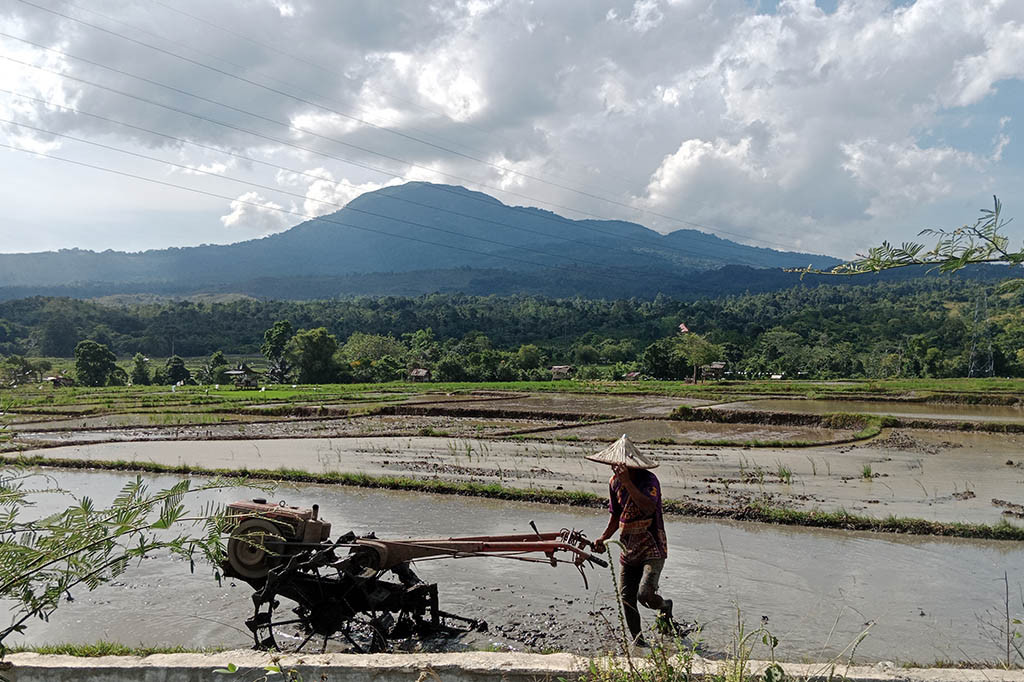 Amatan Media Indonesia, di kawasan kaki gunung Seulawah Agam, Desa Lamtamot, Kecamatan Lembah Seulawah, Kabupaten Aceh Besar, Provinsi Aceh misalnya, sudah sepekan terakhir para petani setempat mempercepat menanam padi. Bibit yang ada di persemaian kali ini ditanam (dipindahkan) ke lahan luas lebih cepat dari biasanya.