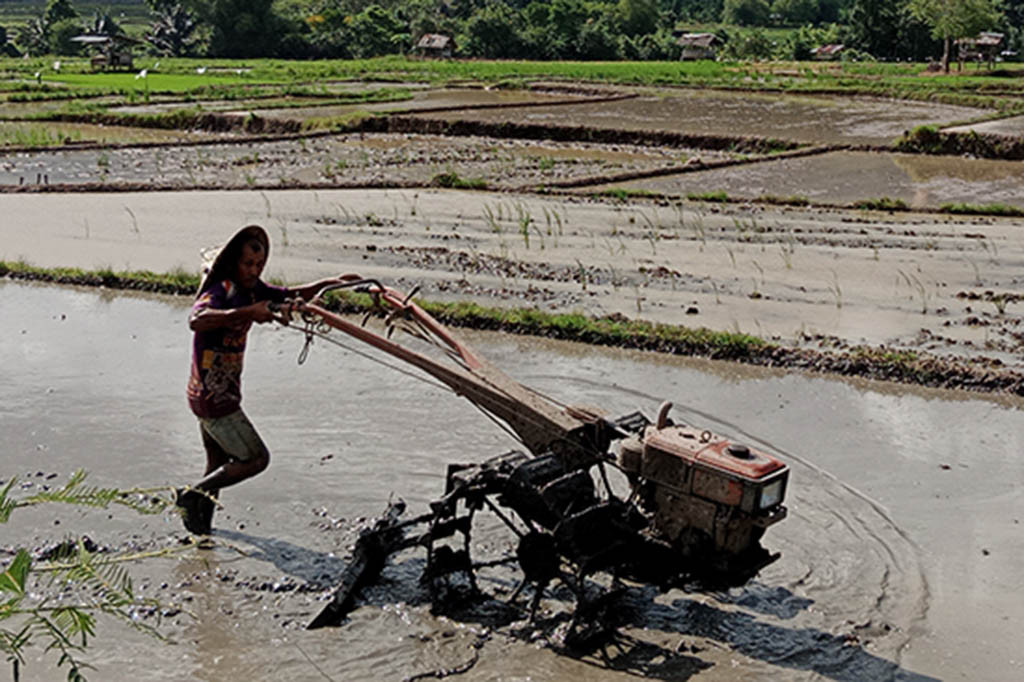 Musim kemarau yang disusul fenomena alam el nino sehingga mengundang cuaca sangat panas dan kering, disikapi dengan baik oleh para petani di sebagian kawasan Provinsi Aceh. Agar penanaman musim gadu terhindar kekeringan, mereka harus melakukan penanaman benih padi lebih awal dari biasanya.