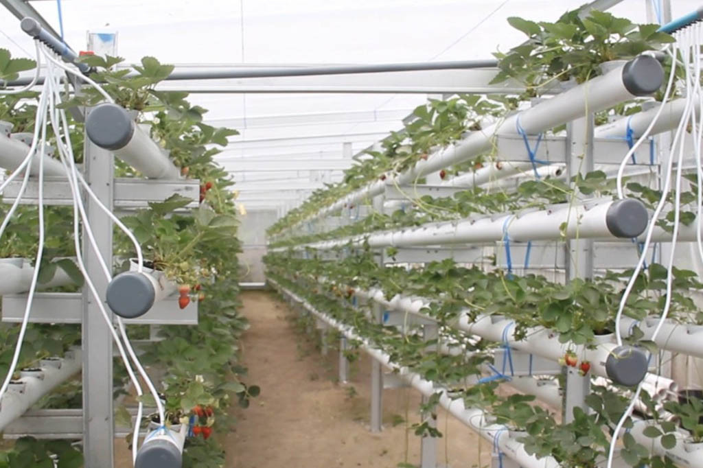 Seorang pemuda asal Kabupaten Bener Meriah, Aceh, berhasil dalam bertani strawberry dengan media hidroponik nutrient film technique atau NFT. Berkat usaha dan kegigihannya, pria ini mampu meraup penghasilan sebesar jutaan rupiah perminggunya.