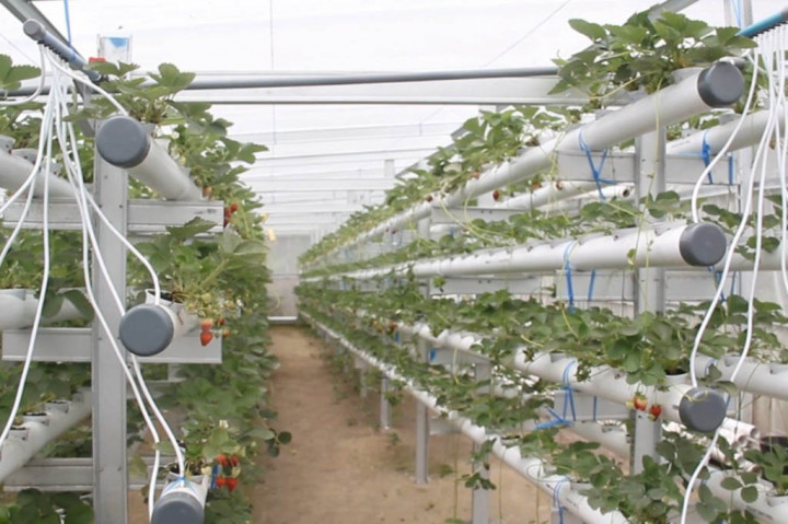 Seorang pemuda asal Kabupaten Bener Meriah, Aceh, berhasil dalam bertani strawberry dengan media hidroponik nutrient film technique atau NFT. Berkat usaha dan kegigihannya, pria ini mampu meraup penghasilan sebesar jutaan rupiah perminggunya.