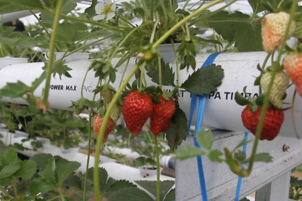 Seorang petani kebun strawberry ini, bernama, Nasruddin Bakri, mengatakan, usaha budidaya strawberry di lakoninya sejak tahun 2019, kini sudah dapat memproduksi 8 hingga 10 kilo dalam seminggu, dengan jumlah 3.200 batang strawberry, dengan harga 110 ribu rupiah per kilogramnya.