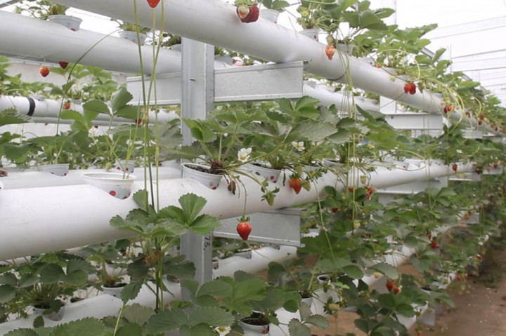 Ini berawal dari keisengannya untuk bercocok tanam dan kini pemuda asal Kabupaten Bener Meriah sukses bertani strawberry dengan media hidroponik, bahkan berkebun dengan media hidroponik ini di nilai relatif cukup mudah dan tidak membutuhkan lahan yang luas dengan hasil yang maksimal serta jauh dari zat kimia.