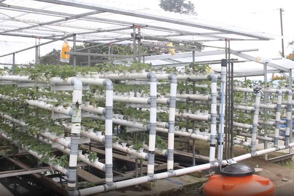 Salah satu kunci bercocok tanam dengan media hidroponik, cukup mengecek potensial hidrogen atau ph air, serta menambahkan nutrisi tanaman dengan takaran tertentu, tanpa tambahan kandungan pestisida.