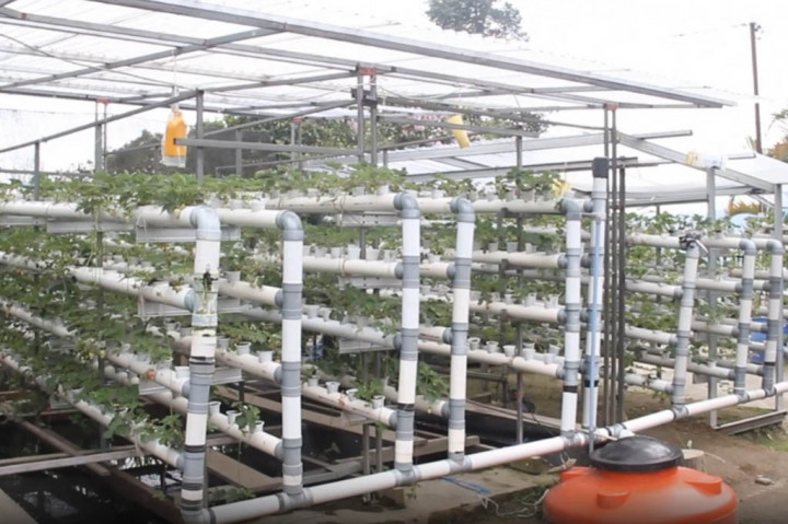 Salah satu kunci bercocok tanam dengan media hidroponik, cukup mengecek potensial hidrogen atau ph air, serta menambahkan nutrisi tanaman dengan takaran tertentu, tanpa tambahan kandungan pestisida.