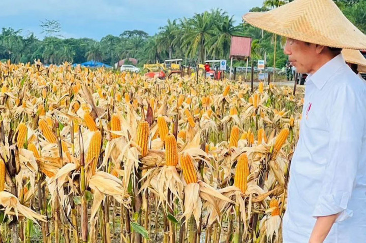 Presiden Joko Widodo mengatakan hasil panen jagung yang dilakukan di lokasi food estate, Kabupaten Keerom, Papua di atas standar nasional