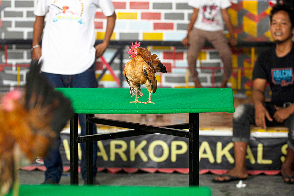 Para pemilik memperhatikan ayam serama milik mereka saat kontes ayam serama kelas jantan dewasa di Palu, Sulawesi Tengah, pada bulan lalu. Ada 30 ayam serama yang dibawa belasan peserta perwakilan penggemar ayam serama dari beberapa kota di Pulau Sulawesi. Ayam mini itu pandai bergaya dan memiliki nilai jual tinggi.