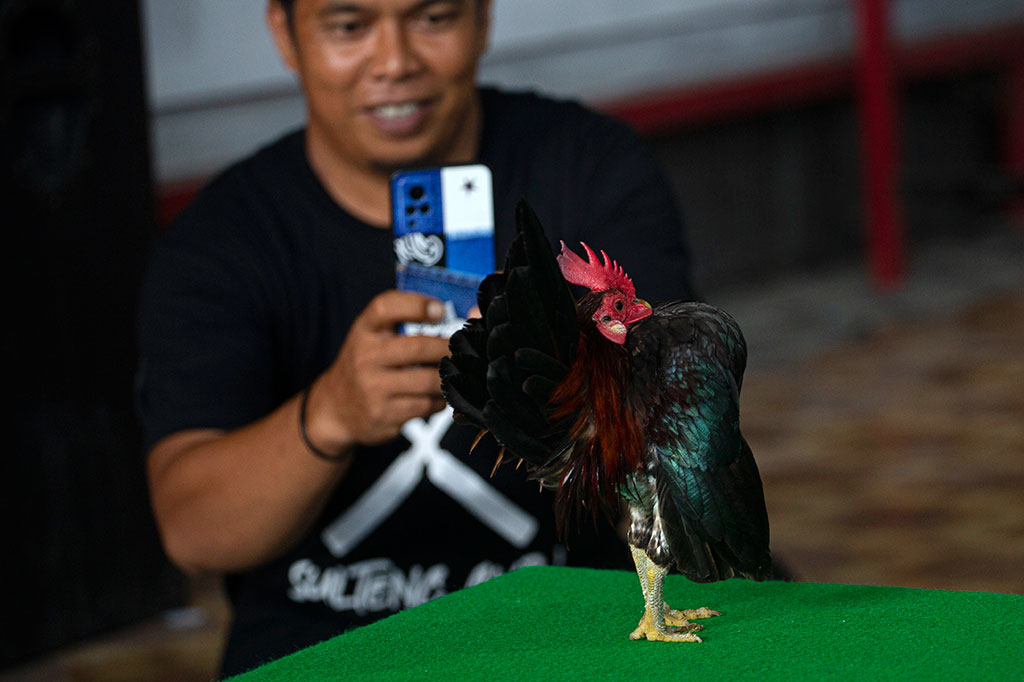 Beberapa waktu lalu, kontes digelar di Kota Palu, Sulawesi Tengah. Tiga puluh ayam serama mengikuti lomba. Mereka milik belasan pehobi dari Palu, Gorontalo, Mamuju, dan Makassar. Panitia menyediakan hadiah utama uang tunai Rp15 juta.