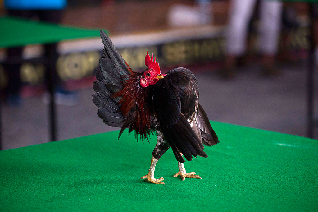 Di Palu, pemelihara ayam kecil itu sudah menjamur.