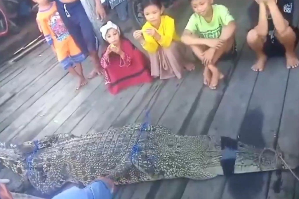 Seekor buaya jenis muara, terjerat jaring ikan milik nelayan yang dipasang di Sungai Mentaya, Kabupaten Kotawaringin Timur, Kalimantan Tengah, Rabu, 12 Juli 2023. Buaya berukuran tiga meter tersebut, kini telah diamankan oleh pihak Balai Konservasi Sumber Daya Alam (BKSDA) pos Sampit. 