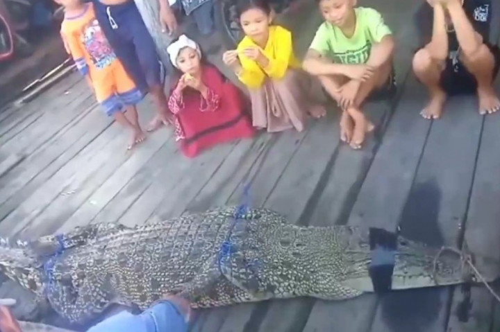 Seekor buaya jenis muara, terjerat jaring ikan milik nelayan yang dipasang di Sungai Mentaya, Kabupaten Kotawaringin Timur, Kalimantan Tengah, Rabu, 12 Juli 2023. Buaya berukuran tiga meter tersebut, kini telah diamankan oleh pihak Balai Konservasi Sumber Daya Alam (BKSDA) pos Sampit. 