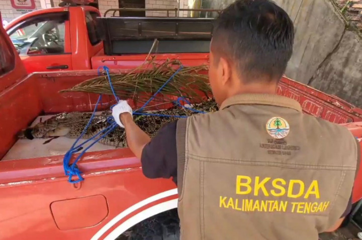 Kepala BKSDA pos Sampit, Muriansyah mengatakan, tidak ditemukan adanya luka pada tubuh buaya dan selama diamankan di sampit, petugas rutin menyiram buaya untuk membuatnya tenang dan tidak berontak.