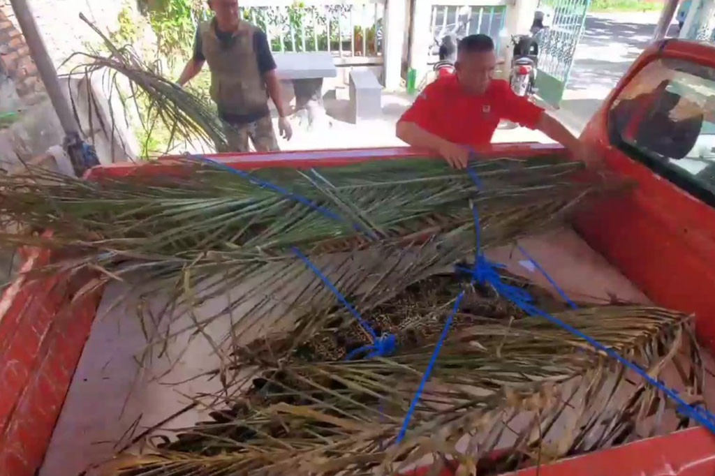 Muriansyah juga menjelaskan, buaya tersebut bukan satu-satunya yang pernah terlihat berkeliaran di sungai sekitar permukiman di Desa Sei Ijum Raya, terdapat buaya lain yang lebih besar, dengan ukuran diperkirakan mencapai lima meter.