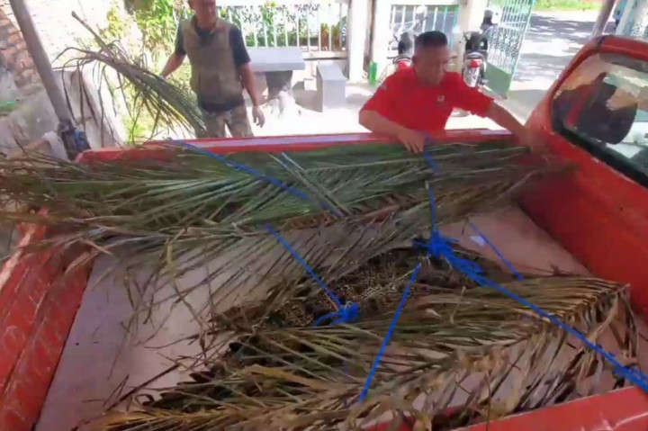 Muriansyah juga menjelaskan, buaya tersebut bukan satu-satunya yang pernah terlihat berkeliaran di sungai sekitar permukiman di Desa Sei Ijum Raya, terdapat buaya lain yang lebih besar, dengan ukuran diperkirakan mencapai lima meter.