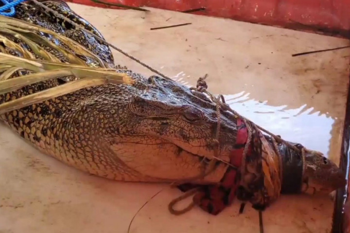 Warga akhirnya melaporkan penangkapan buaya ke kantor BKSDA pos Sampit. Mendapat informasi itu, BKSDA pos Sampit langsung mendatangi lokasi untuk mengamankan buaya. Buaya betina berukuran sekitar tiga tersebut, kini telah di amankan di Sampit, tepatnya di pos Manggala Agni.