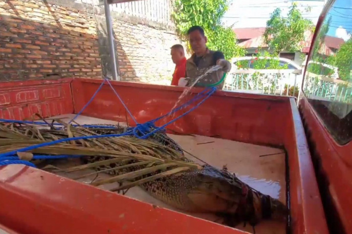 Warga Desa Sei Ijum Raya, Kecamatan Mentaya Hilir Selatan, dihebohkan dengan terjeratnya seekor buaya di jaring ikan milik warga milik Aman. Warga langsung menangkap dan mengikat buaya, agar tidak membahayakan. Buaya dengan posisi terikat itu, sempat menjadi tontonan warga sekitar.