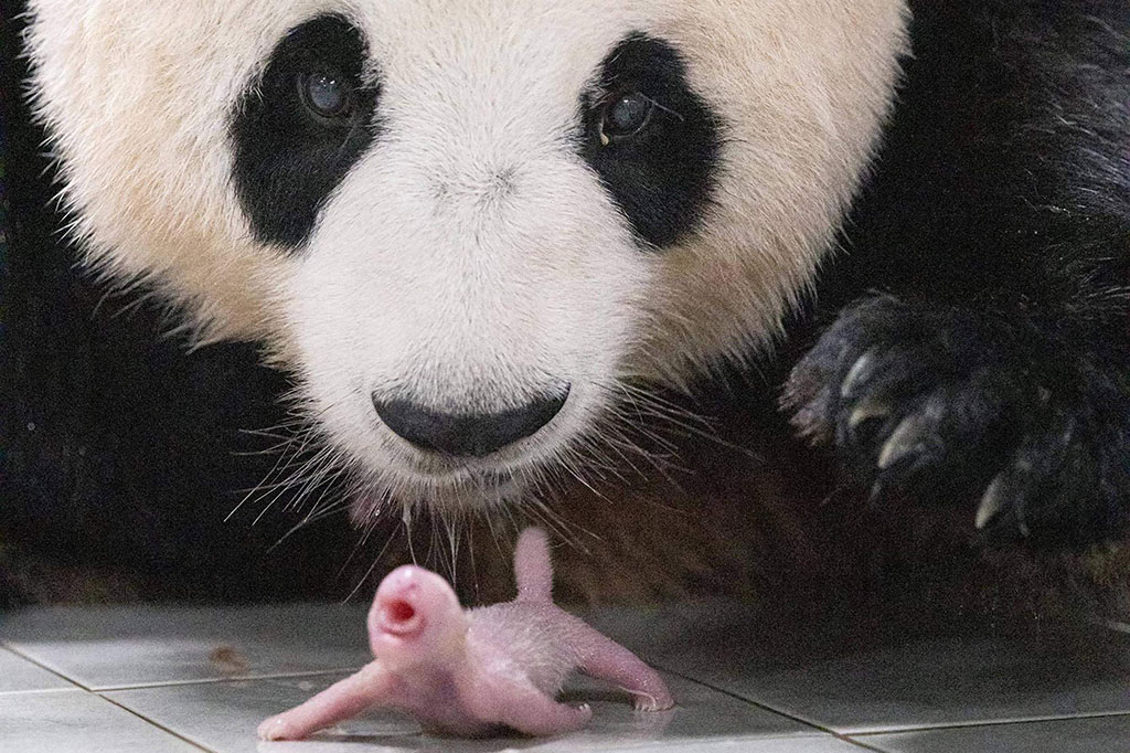 Video YouTube tentang kelahiran si kembar telah mengumpulkan 640.000 penayangan sejak diunggah, dengan pemirsa yang bersemangat tentang kedatangan bayi mungil tersebut.