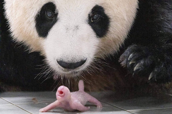 Video YouTube tentang kelahiran si kembar telah mengumpulkan 640.000 penayangan sejak diunggah, dengan pemirsa yang bersemangat tentang kedatangan bayi mungil tersebut.