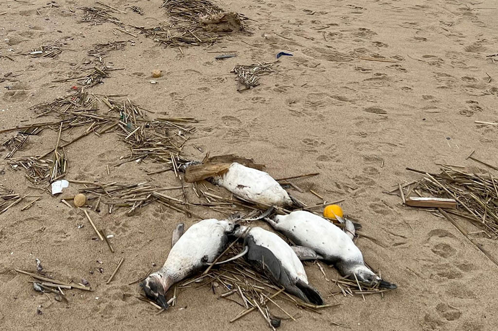 Penguin Magellan, sebagian besar remaja, mati di Samudra Atlantik dan terbawa arus ke pantai Uruguay, kata Carmen Leizagoyen, kepala departemen fauna Kementerian Lingkungan Hidup.
