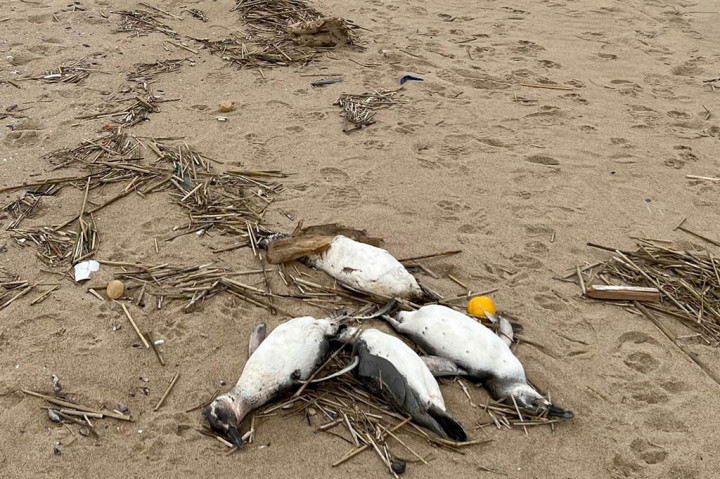 Penguin Magellan, sebagian besar remaja, mati di Samudra Atlantik dan terbawa arus ke pantai Uruguay, kata Carmen Leizagoyen, kepala departemen fauna Kementerian Lingkungan Hidup.
