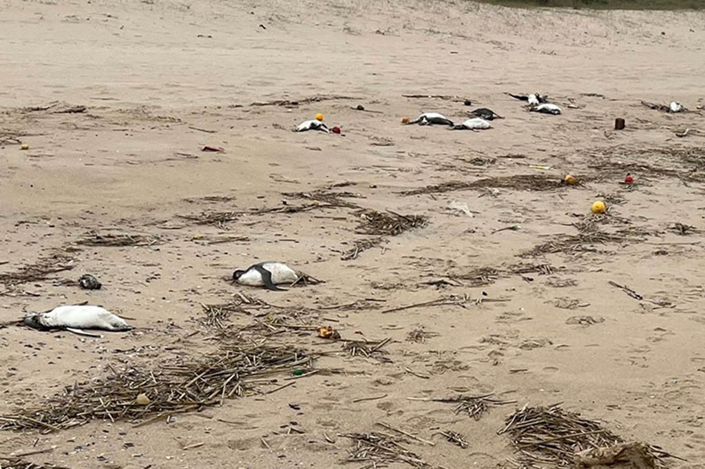 Sekitar 2.000 penguin tampak mati di pesisir timur Uruguay dalam 10 hari terakhir, dan penyebabnya, yang tampaknya bukan flu burung, tetap menjadi misteri, kata pihak berwenang.